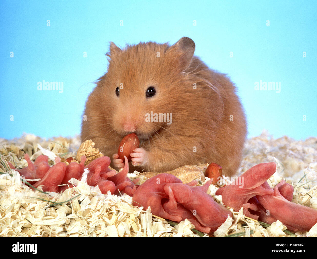 Syrischen Goldhamster Mit Babys Mutter Ihrem Einen Tag Alt Neugeborenen Babys Pflege Stockfotografie Alamy