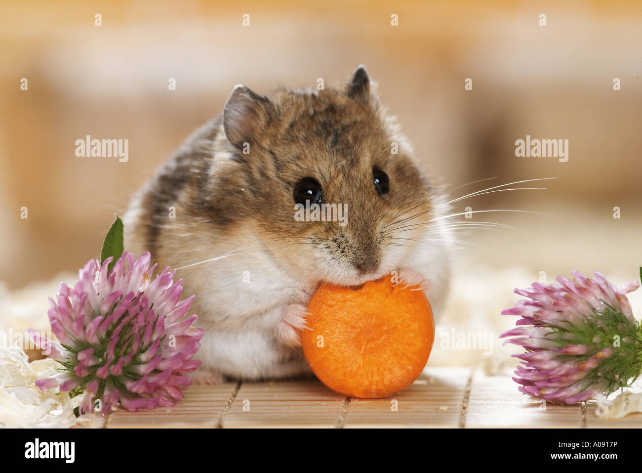 Campbells Zwerg Hamster - kaute Karotte / Phodopus Campbelli Stockfoto