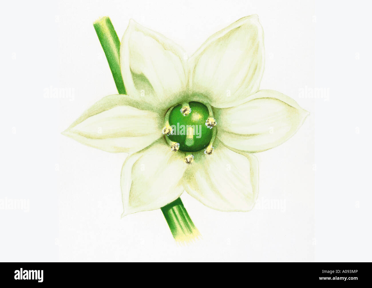 Abbildung einer Paprika-Blume Stockfoto