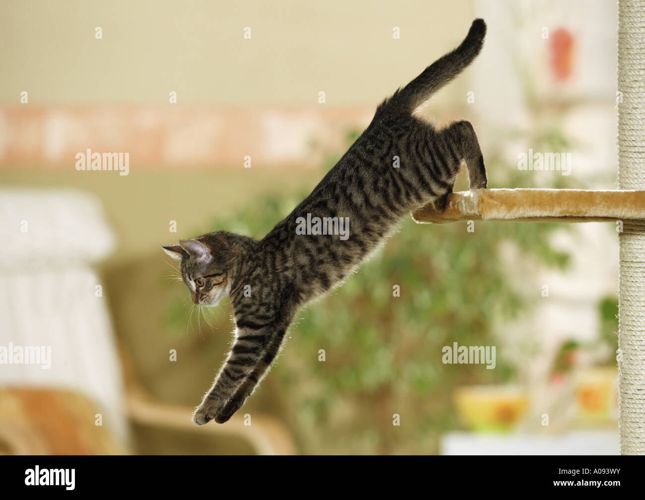 Katze Springt Stockfotos und bilder Kaufen Alamy
