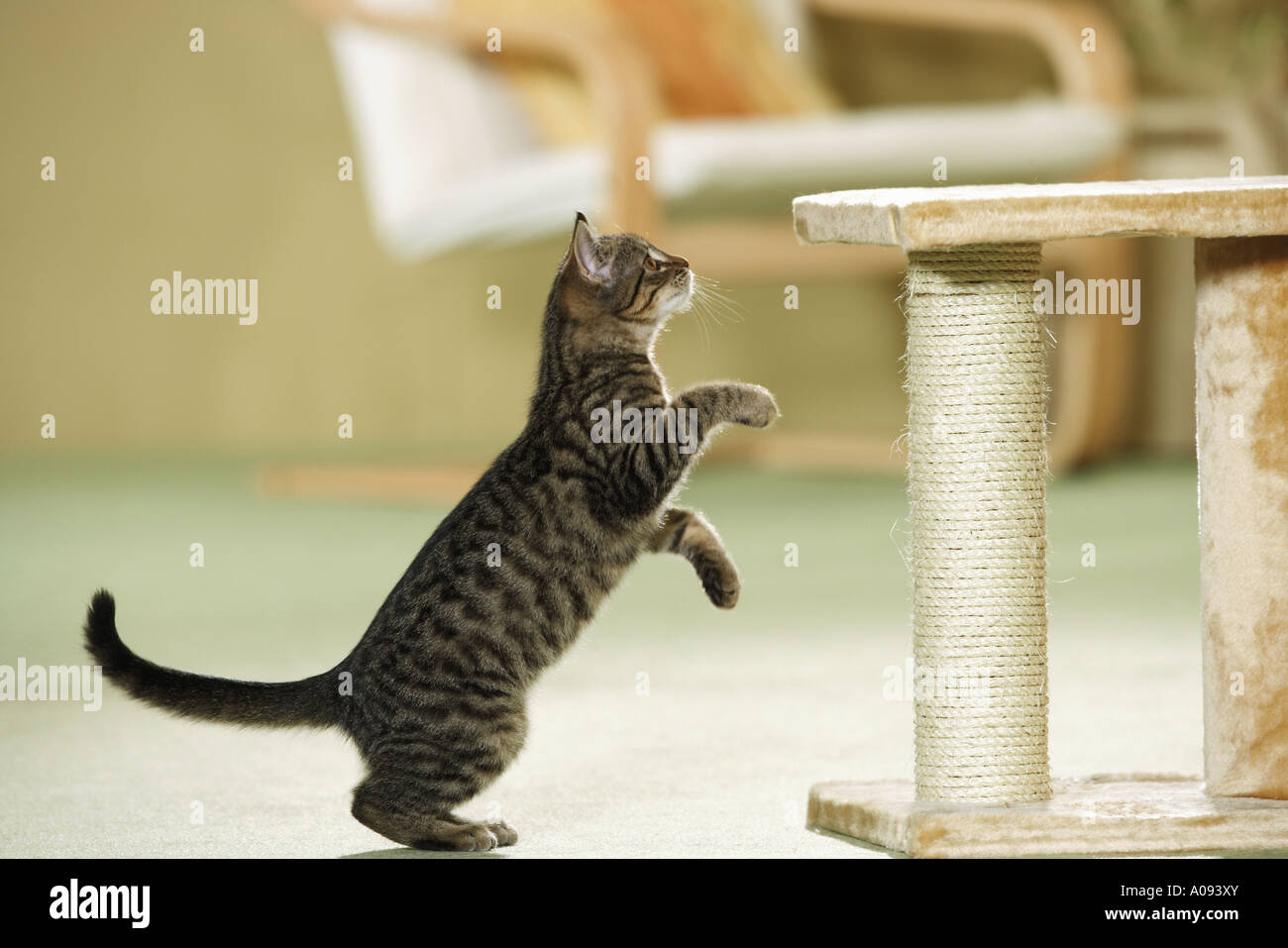 Hauskatze vor Kratzbaum - springen Stockfoto