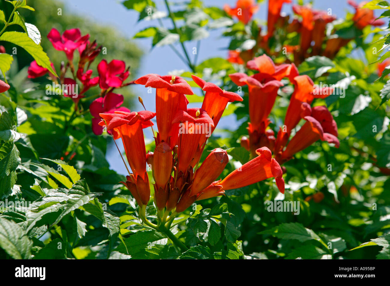 Bluehender Strauch Bignomia, rote Blüten Stockfotografie - Alamy