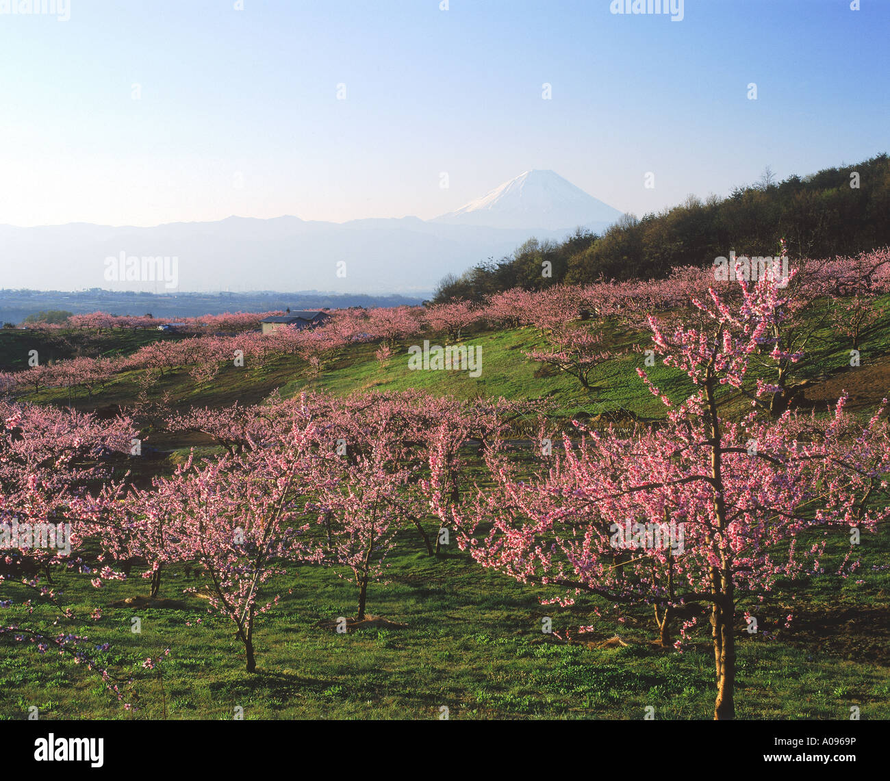 Shinpu Nirasaki Yamanashi-Ken Japan Stockfoto