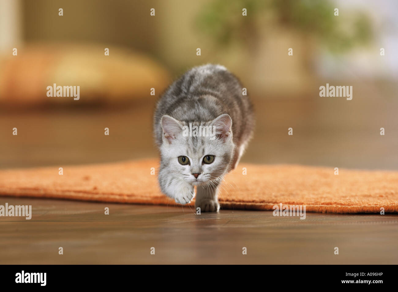 Britisch Kurzhaar Kitten - zu Fuß Stockfoto