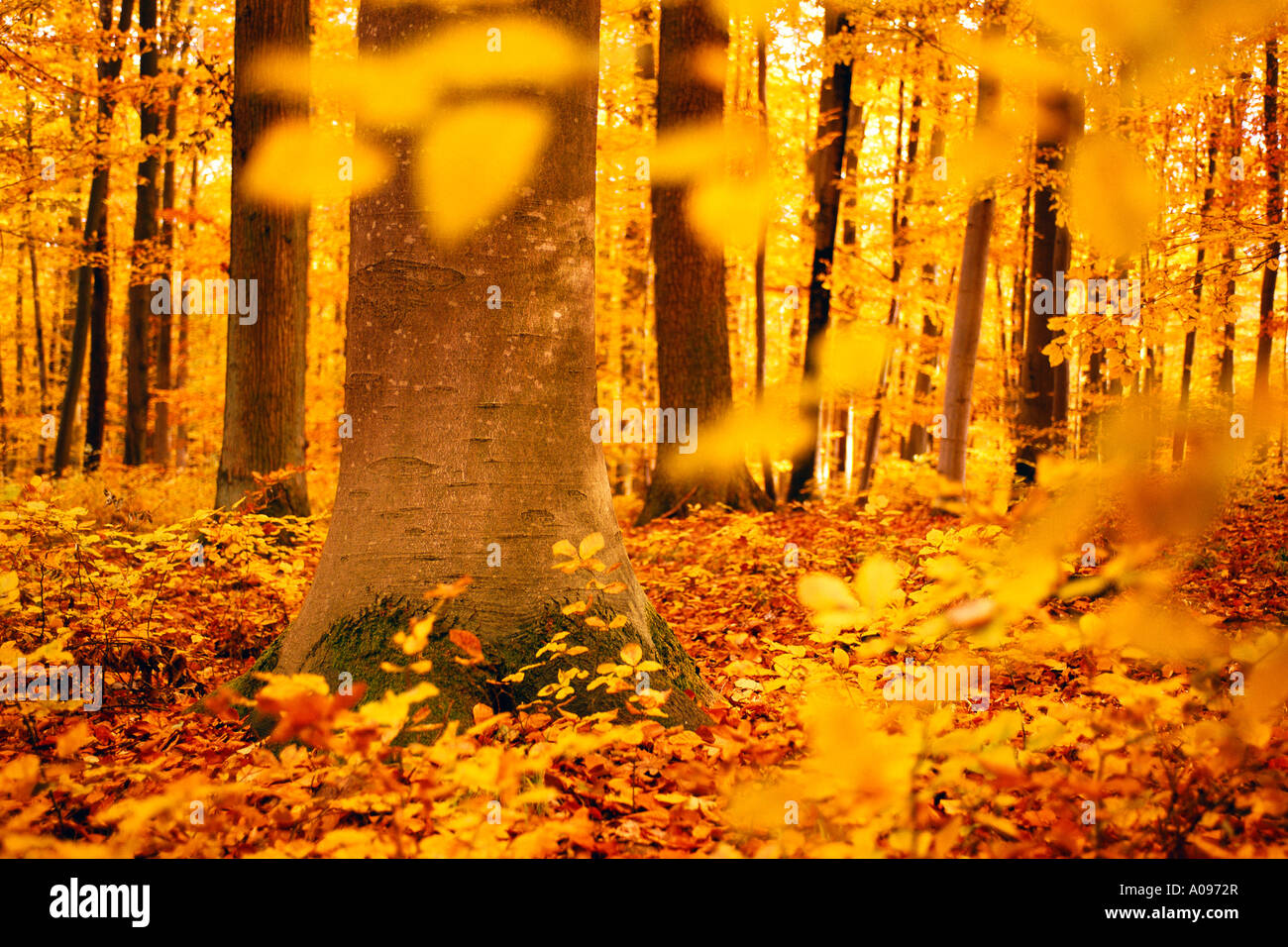 Wald im Herbst Stockfoto