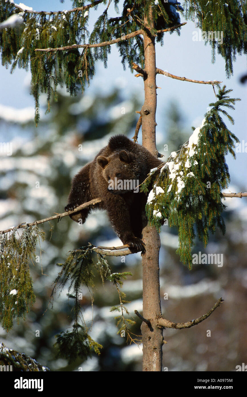 Junge Braunbären Klettern Baum Stockfoto