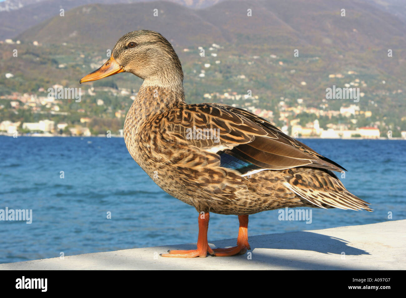 Ente Stockente weiblich. Stockfoto