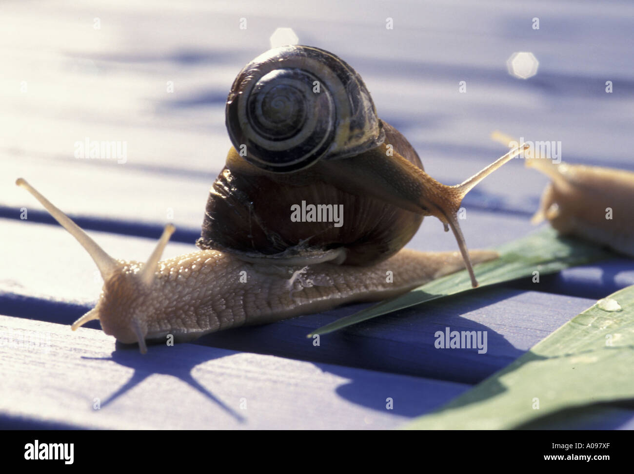 Schnecken Schnecken Stockfoto