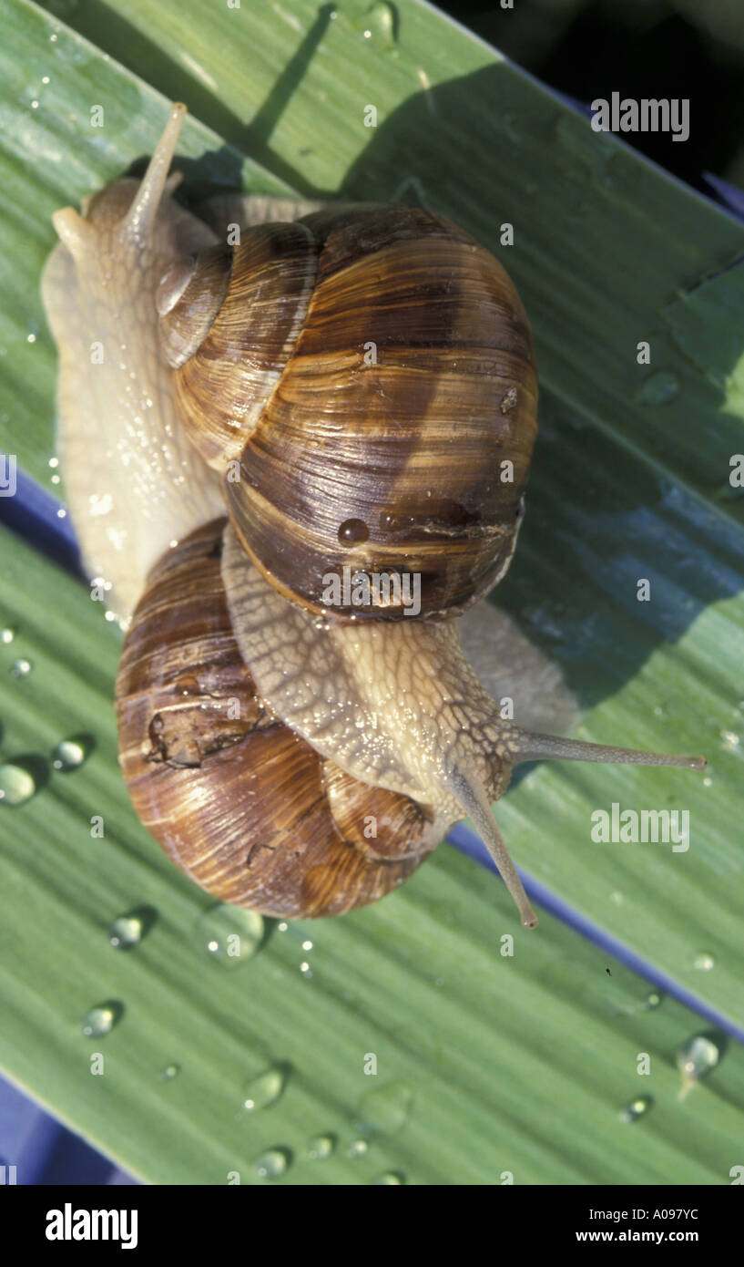 Schnecken Schnecken Stockfoto