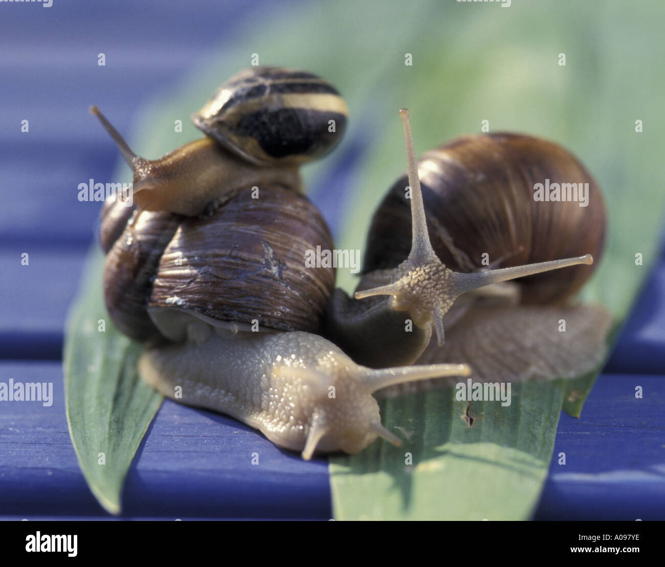 Schnecken Schnecken Stockfoto