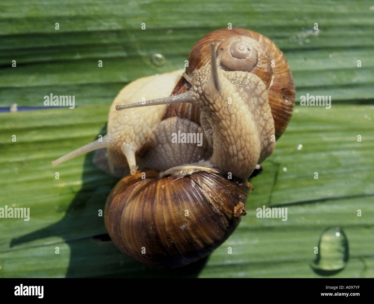 Schnecken Schnecken Stockfoto