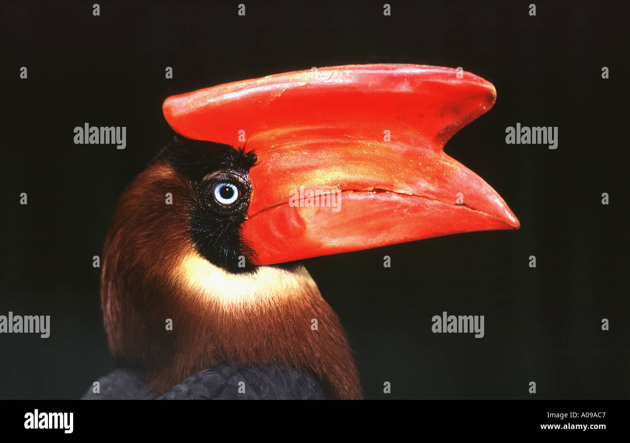 Ein nördlicher Rufous Hornbill, Buceros hydrocorax, eine Art, die in den nördlichen Teilen der Philippinen einzigartig oder endemisch ist, in einem Zoo. Stockfoto
