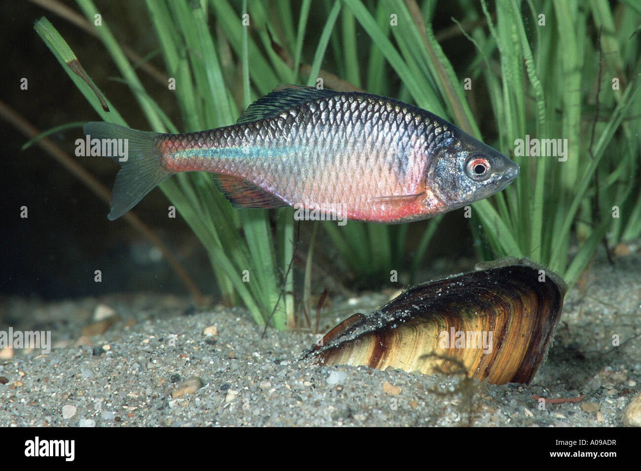 Bitterling (Rhodeus Amarus, Rhodeus Fühler), mit Schale Stockfoto