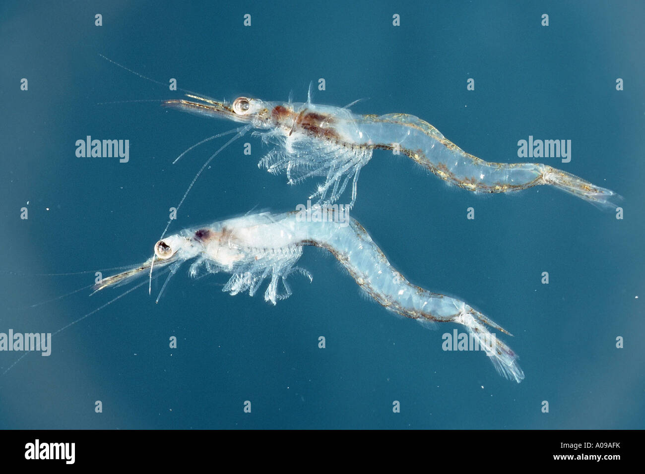 Wal-Krill, antarktische Krill (Euphausia Superba) Stockfoto