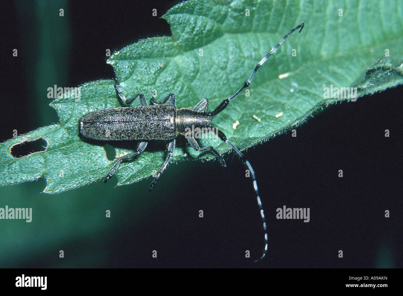 Distel Longhorn Beetle (Agapanthia Villosoviridescens), sitzt auf einem Blatt, Deutschland, Brandenburg, Pritzwalk Stockfoto