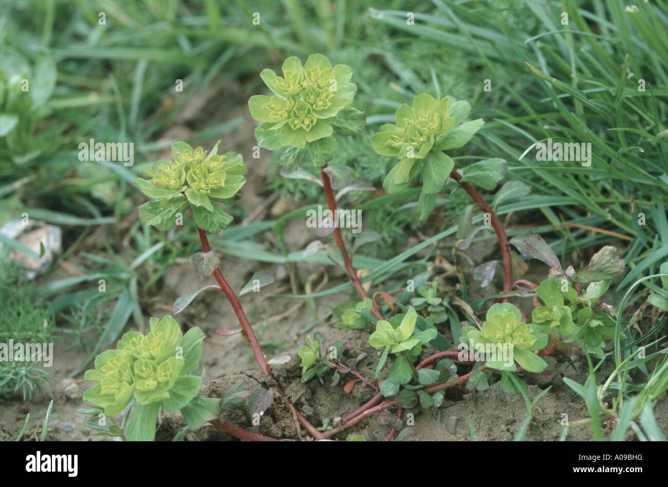 Sonne-Wolfsmilch, Wartweed, Sommer-Wolfsmilch (Euphorbia Helioscopia), blühen Stockfoto