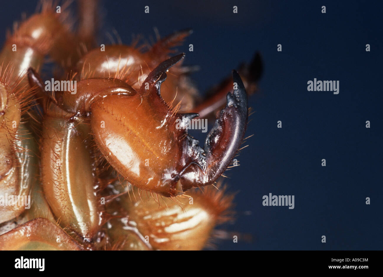 Weinberg-Zikade (Tibicina Haematodes, Tibicen Haematodes) Stockfoto