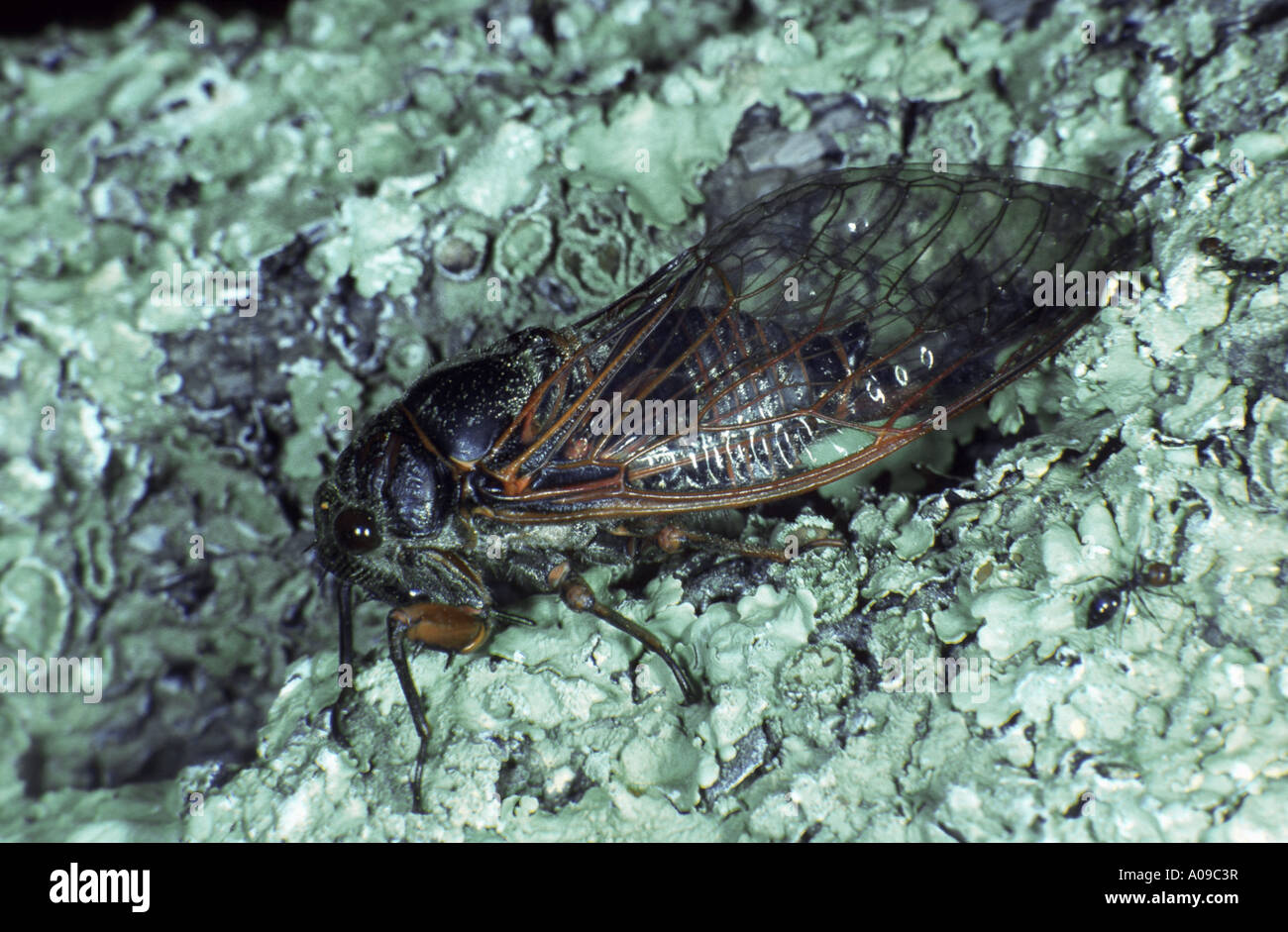 Weinberg-Zikade (Tibicina Haematodes, Tibicen Haematodes) Stockfoto