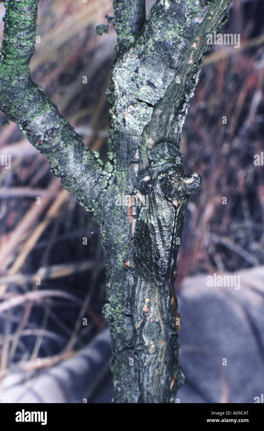 Ohr Zikade (Ledra Golden) Stockfoto