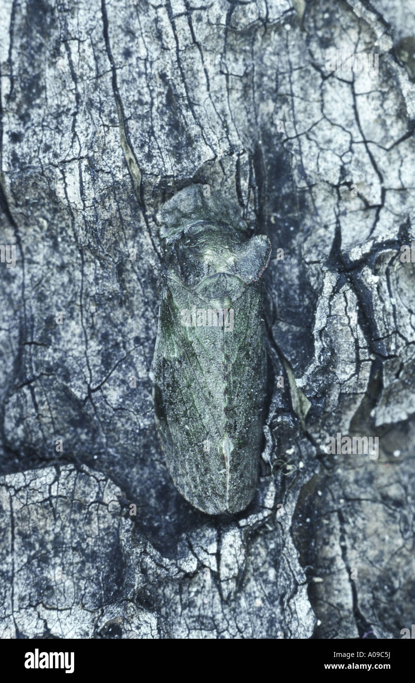 Ohr Zikade (Ledra Golden) Stockfoto