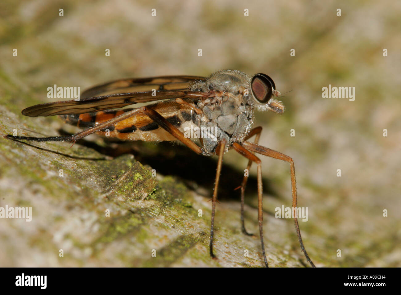 Snipe Fly Rhagio scolopaceus Stockfoto