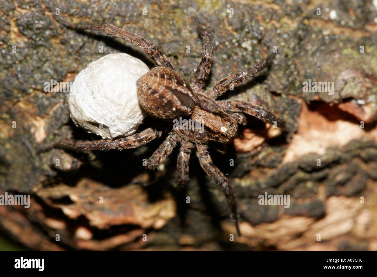 Eine weibliche Wolfspinne mit Ei Sac Stockfoto