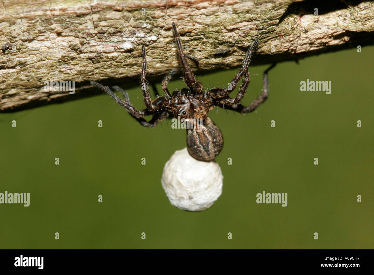 Eine weibliche Wolfspinne hängt kopfüber auf einem Baumstamm mit ihrem Ei Sac an ihrem Bauch befestigt Stockfoto