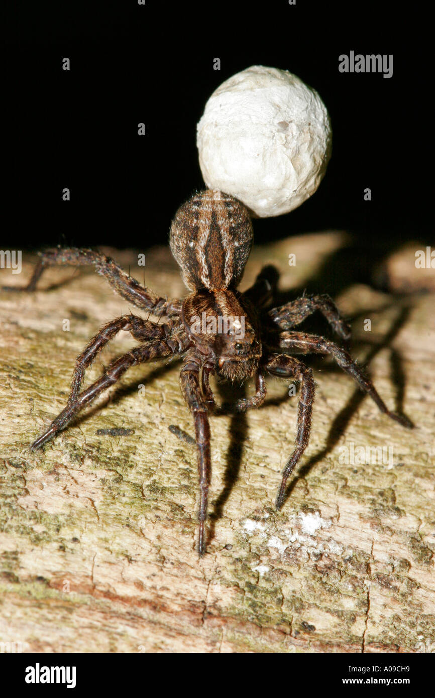 Weibliche Wolfspinne mit Seide Ei Sac Stockfoto