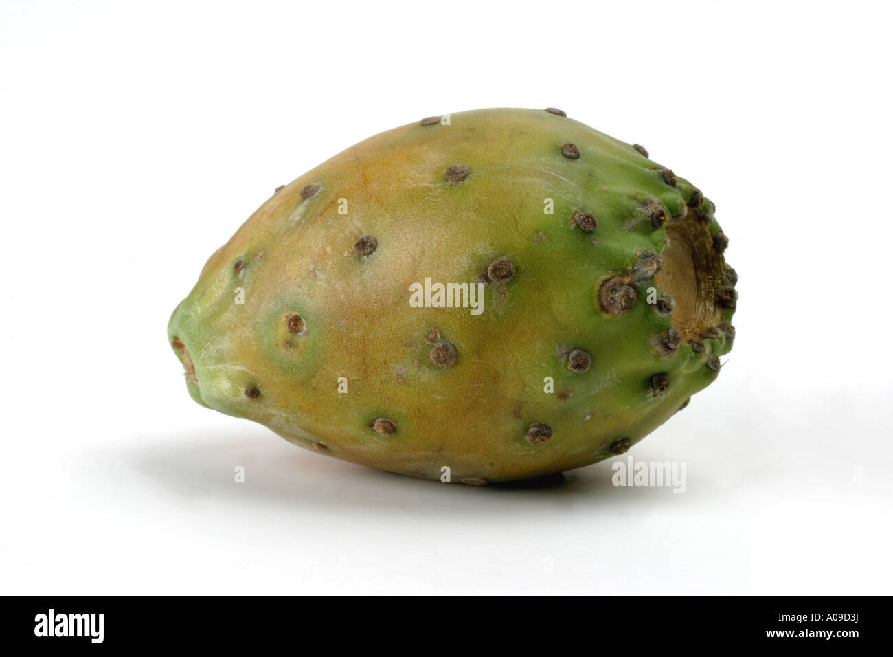 Indische Feigen, Birne Kaktus (Opuntia Ficus-Indica, Opuntia Ficus-Barbarica), Herkunft: Mexiko Stockfoto