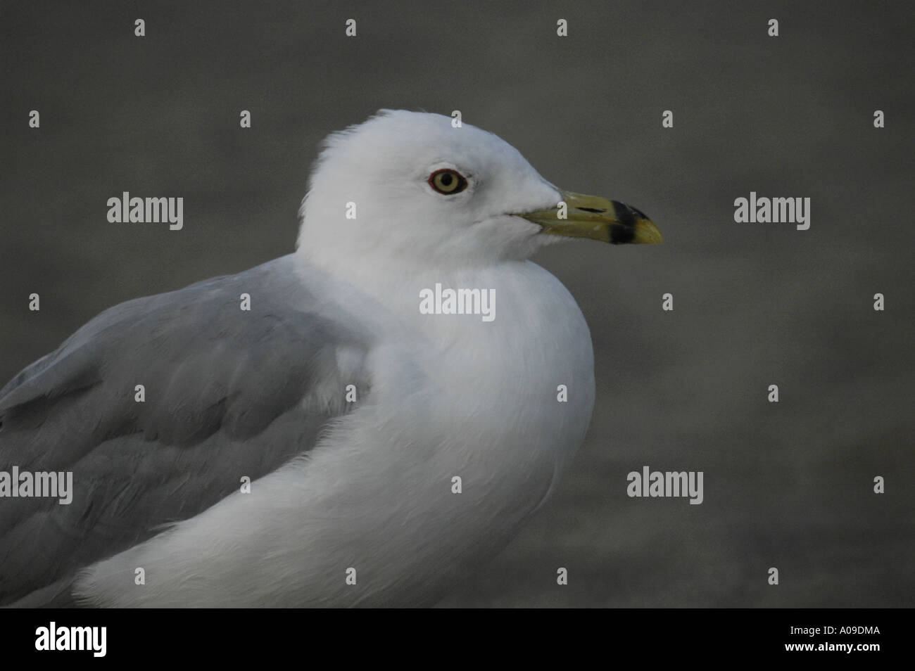 Seitenansicht einer Möwe Stockfoto