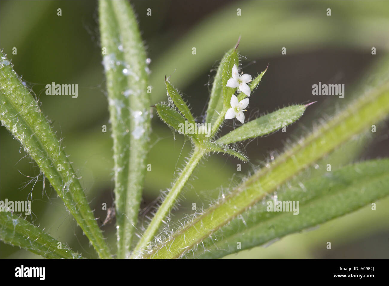 Hackmesser, Klettenlabkraut, Catchweed Labkraut (Galium Aparine), Blumen Stockfoto