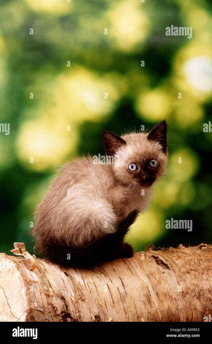 Kätzchen-Baum Stockfoto