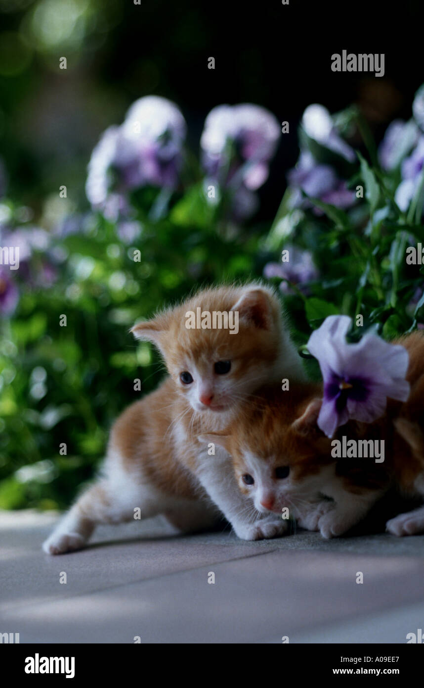 Kätzchen im Garten Blumen Stockfoto