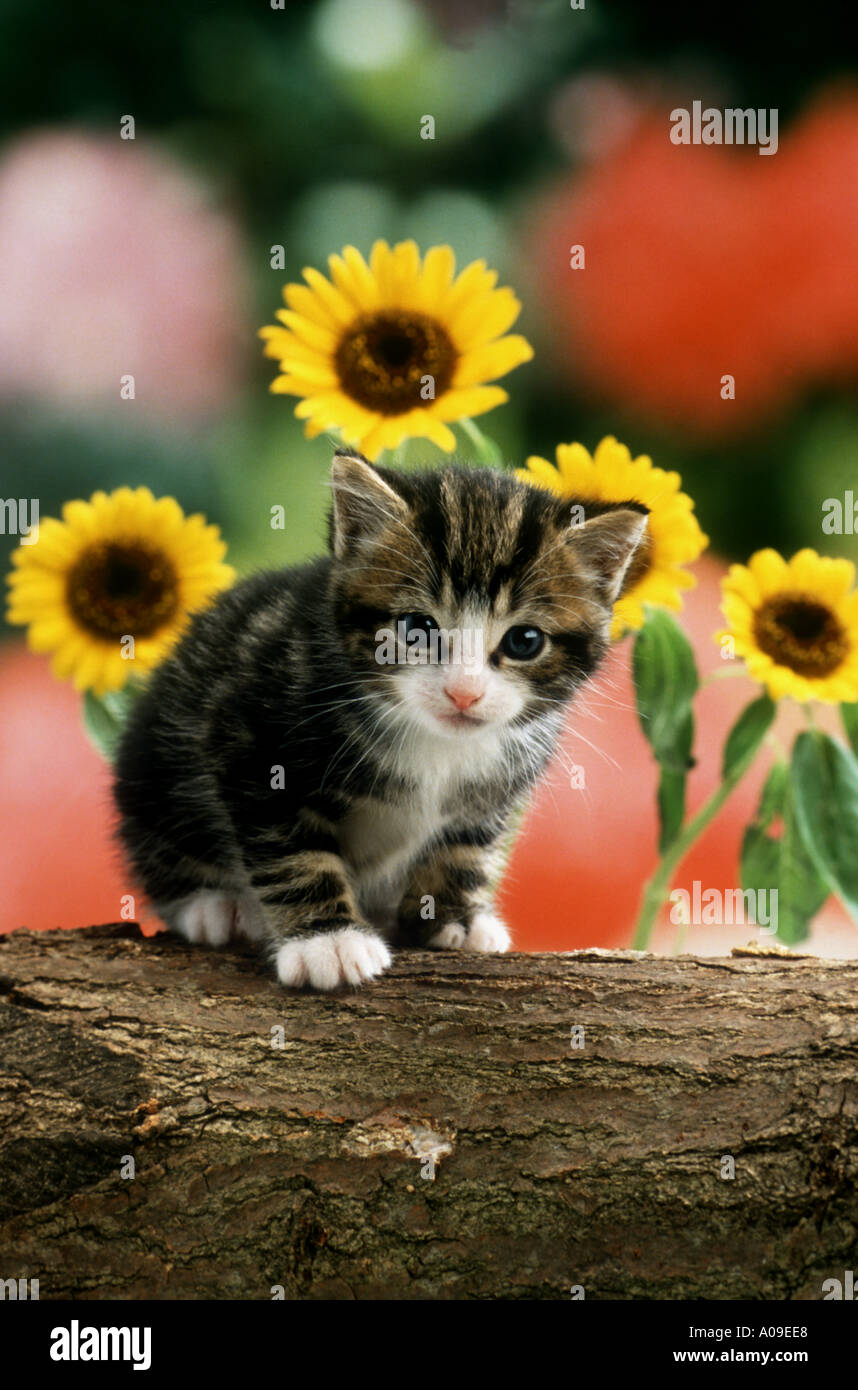 Kätzchen im Garten Sonnenblumen Haustiere Stockfoto