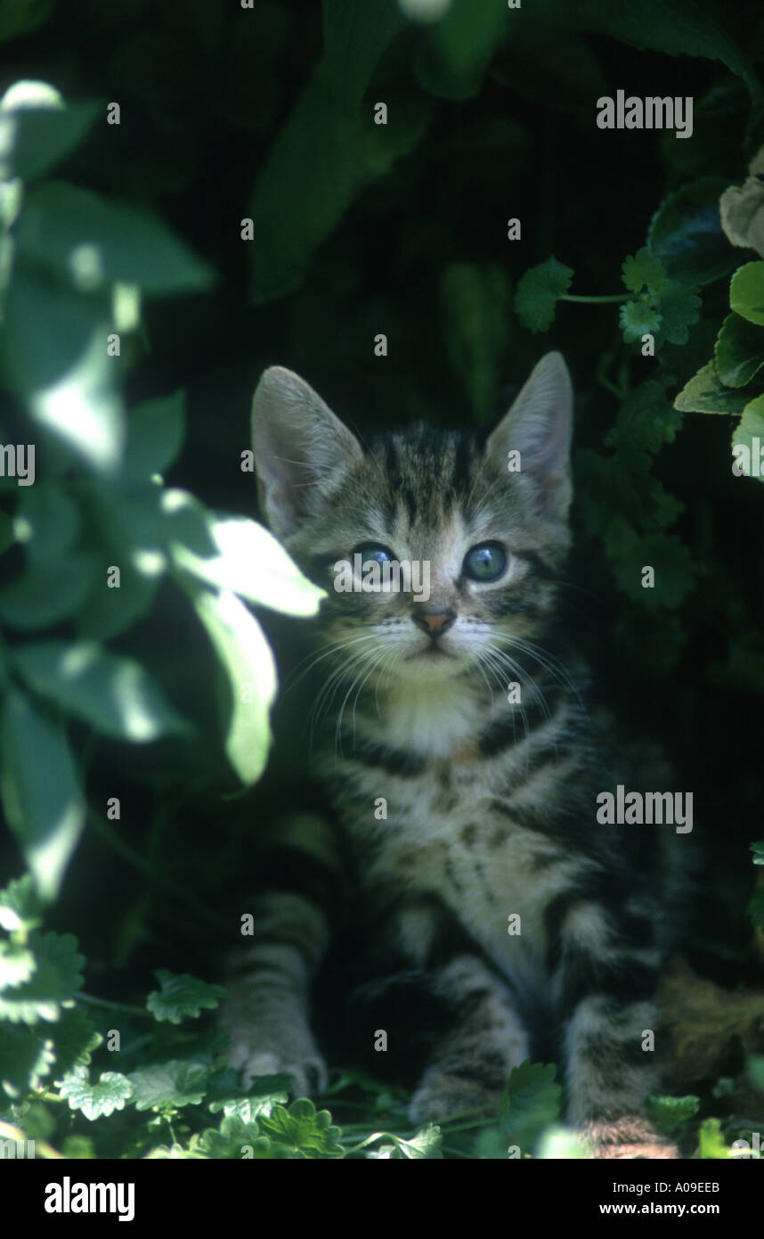 Kätzchen im Garten Haustiere Stockfoto