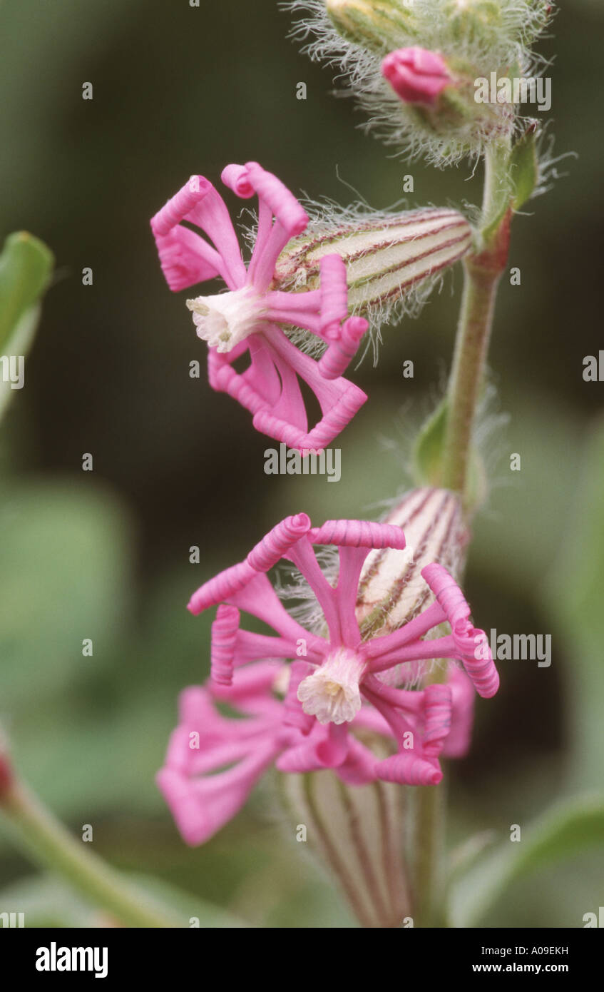 Zwerg, Pink Star, gespaltenen-blättrige Campion (Silene Colorata), Blume, Spanien, Andalusien Stockfoto