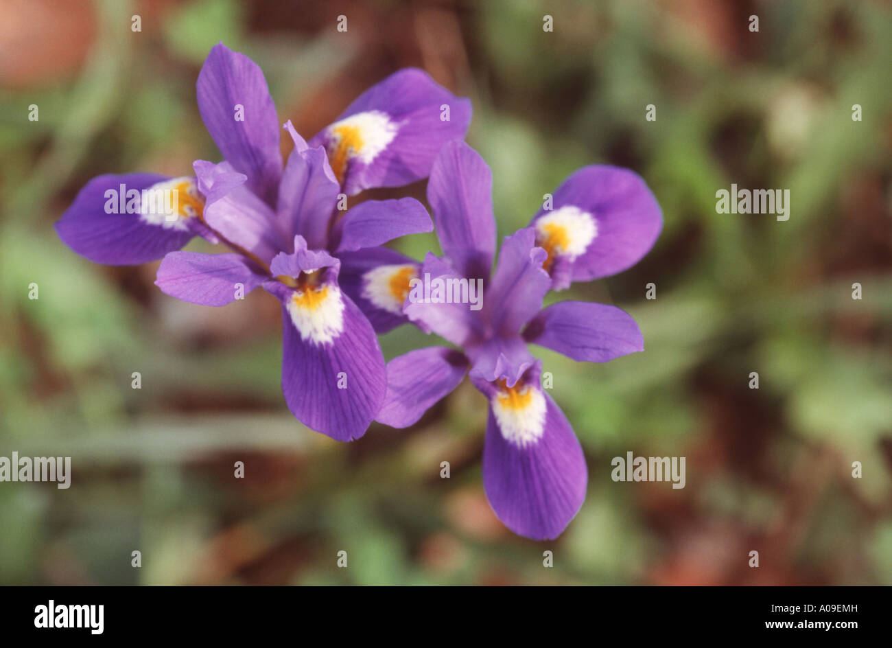 Iris Doppel-Bulbe (Gynandriris Sisyrinchium, Iris Sisyrinchium), blühen, Spanien, Andalusien Stockfoto