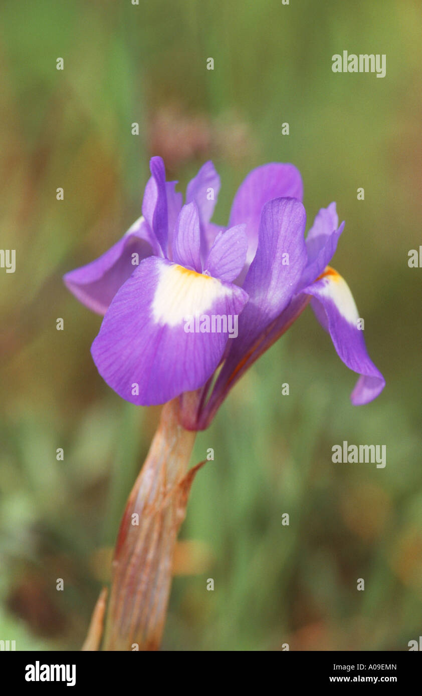 Iris Doppel-Bulbe (Gynandriris Sisyrinchium, Iris Sisyrinchium), Blume, Spanien, Andalusien Stockfoto