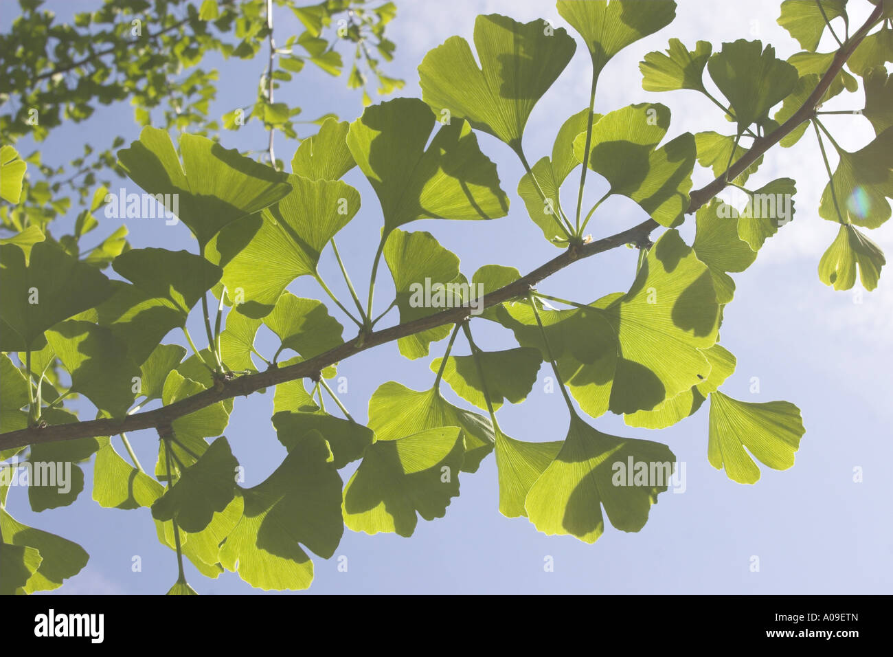 tausend-Baum, Ginkgo-Baum, Ginkgo, Ginko Baum (Ginkgo Biloba), Blätter Stockfoto