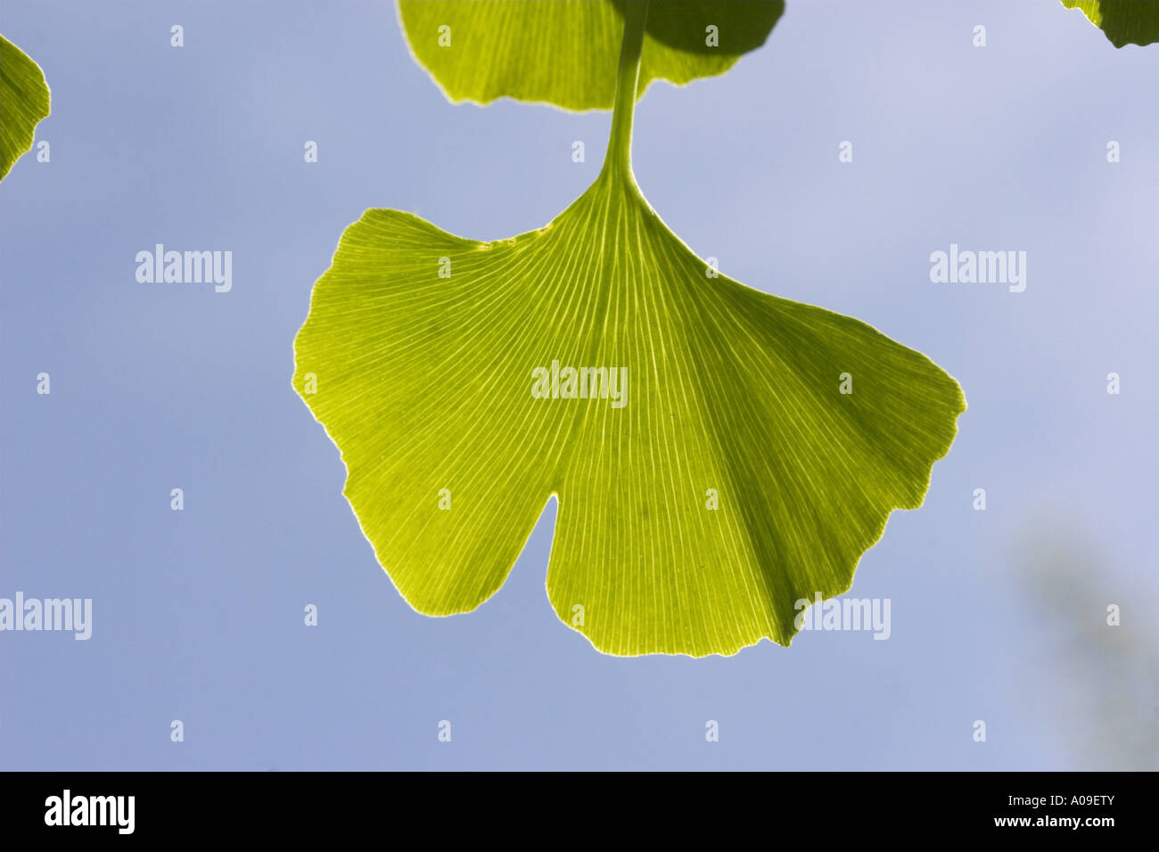 tausendBaum, GinkgoBaum, Ginkgo, Ginko Baum (Ginkgo Biloba), Blatt