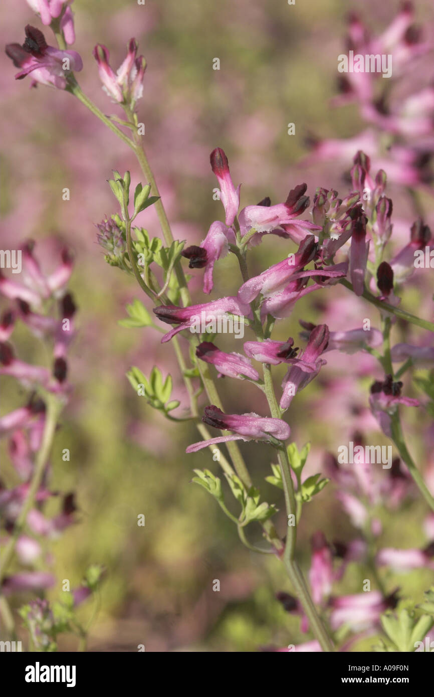 gemeinsamen Erdrauch, Medikament Erdrauch (Fumaria Officinalis), Blütenstand Stockfoto
