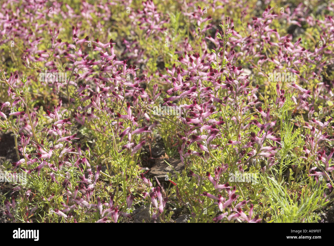 gemeinsamen Erdrauch, Medikament Erdrauch (Fumaria Officinalis), Blütenstand Stockfoto