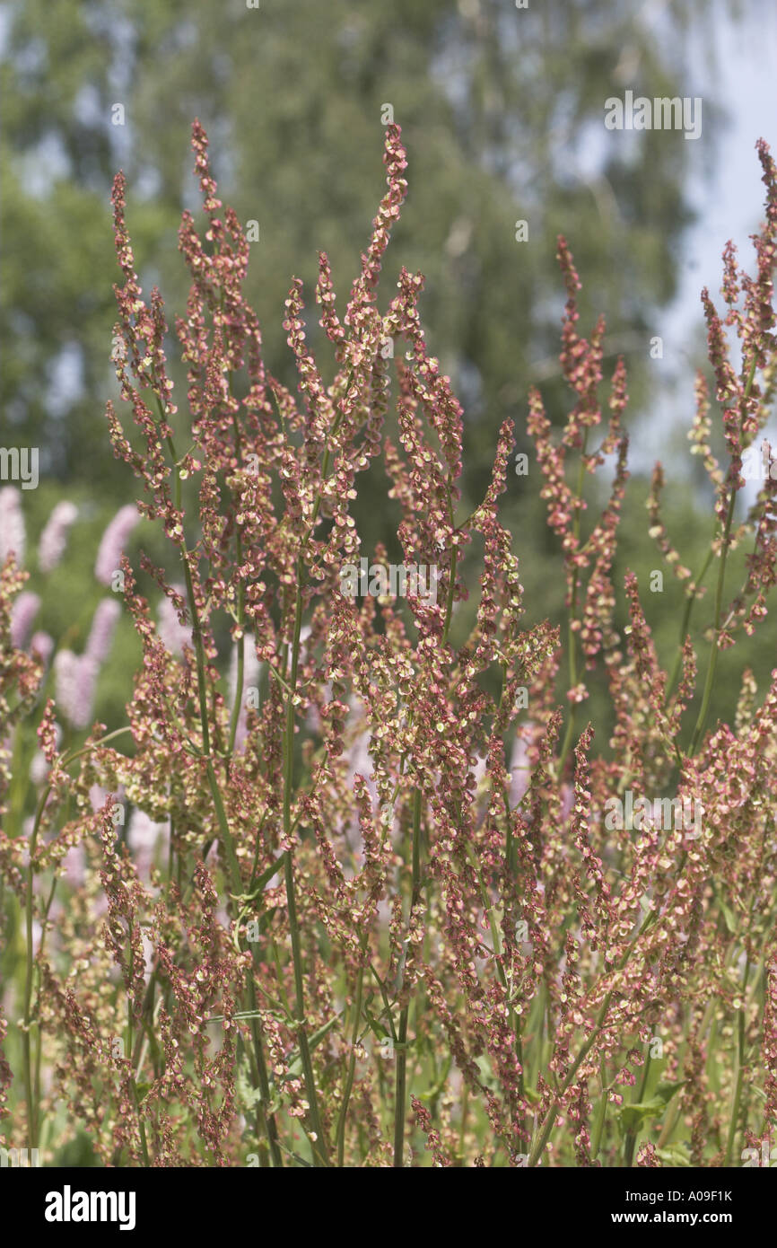 grüne Sauerampfer, rote Sauerampfer, Sauerampfer, Sauerampfer, Garten