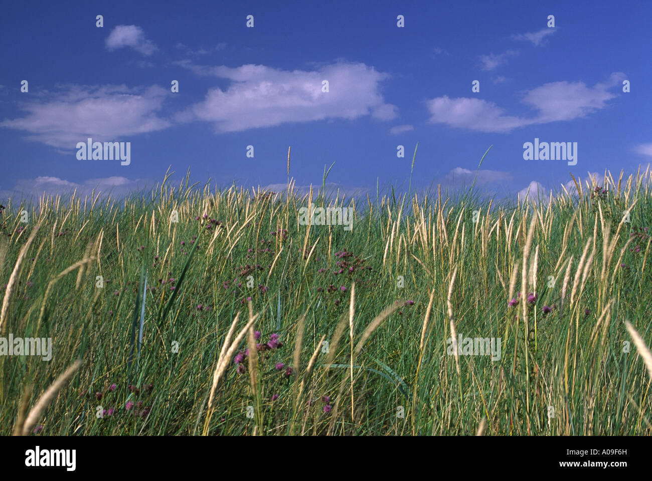 Sanddünen im Sommer bei Sandscale Hawes Stockfoto