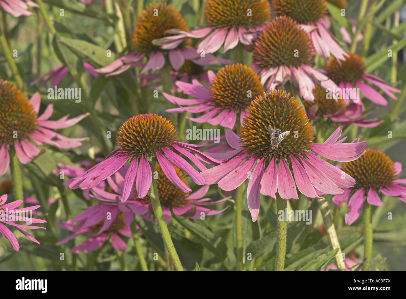 Sonnenhut (Echinacea Purpurea), Blütenstände Stockfoto
