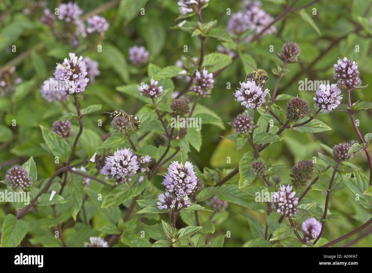 Pfefferminze, Hybrid-Pfefferminze (Mentha X piperita, Mentha Piperita, M. Aquatica x M. Spicata), Blütenstände Stockfoto
