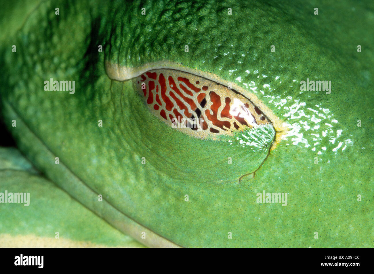 Rote Augen Laubfrosch AGALYCHNIS CALLIDRYAS Auge goldenen Augenlid geschlossen Treefrog Laubfröschen Frosch Amphibien Stockfoto
