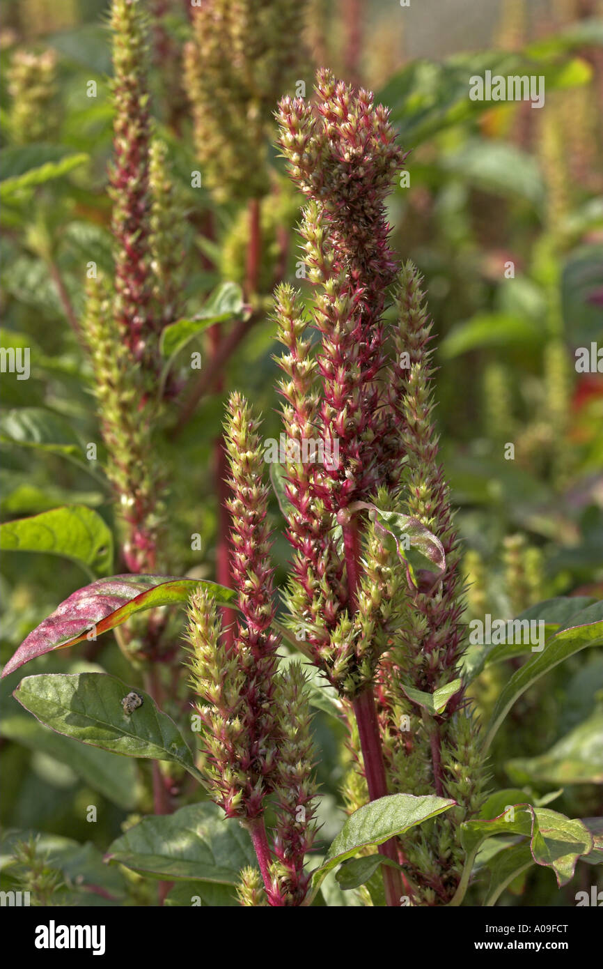 gemeinsamen Amarant, Redroot Fuchsschwanz, rot-Wurzel Amarant (Amaranthus Retroflexus), Blütenstände Stockfoto