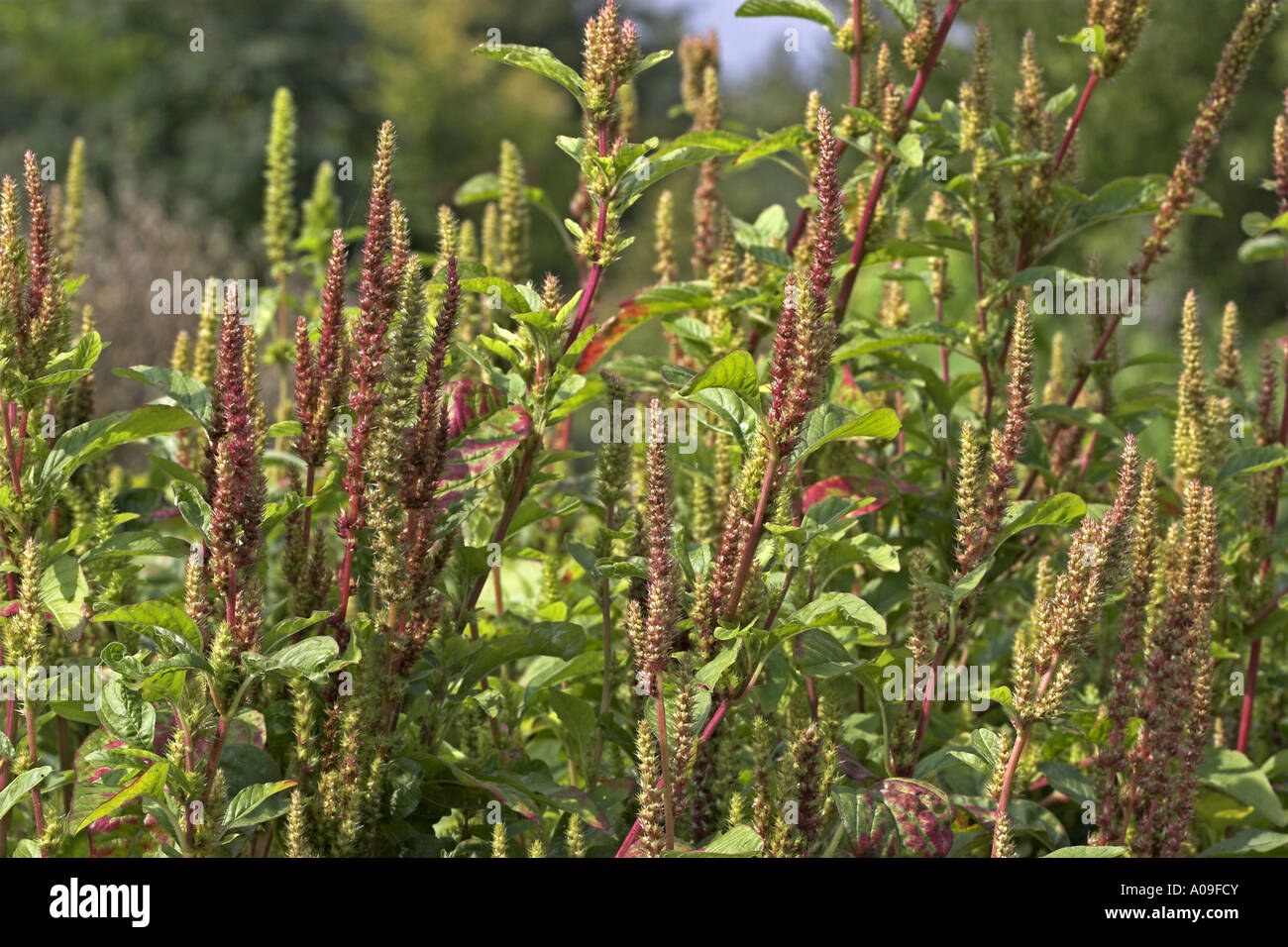gemeinsamen Amarant, Redroot Fuchsschwanz, rot-Wurzel Amarant (Amaranthus Retroflexus), Blütenstände Stockfoto