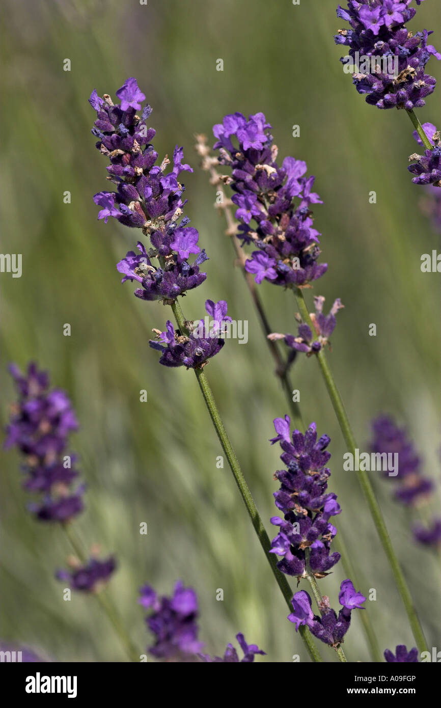 Lavendel (Lavandula Angustifolia), Blütenstände Stockfoto